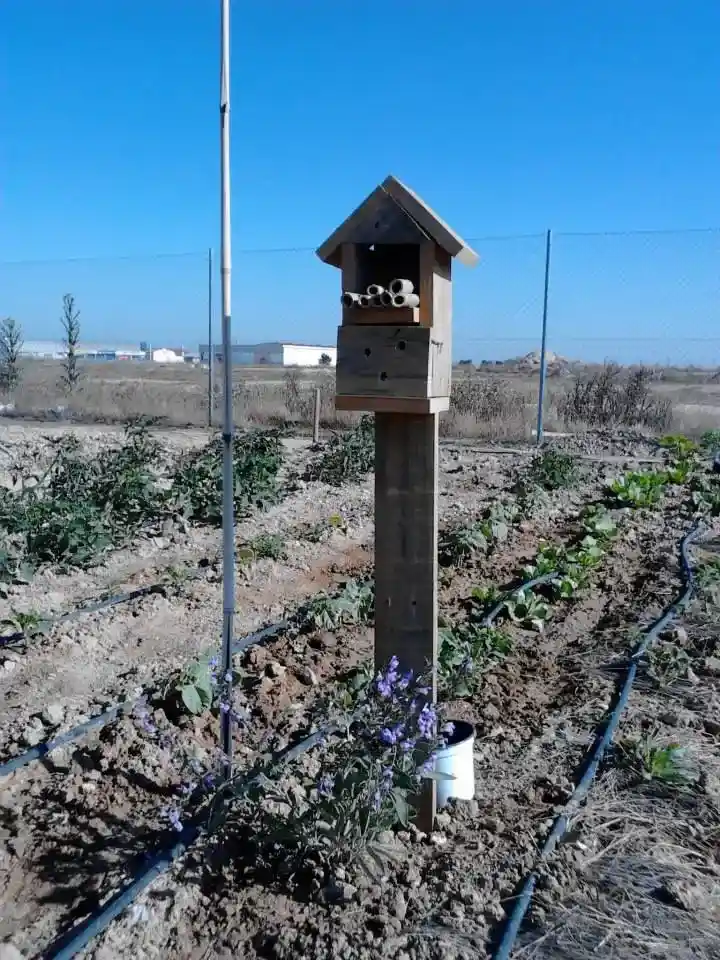Ejemplo de parcela con cultivos de nuestro huerto urbano en Albacete